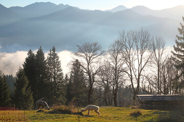 Farming animals in the Alps