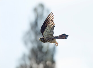 Turmfalke (Falco tinnunculus)