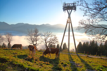 Farming animals in the Alps