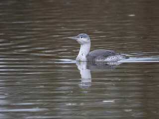 Sterntaucher (Gavia stellata)