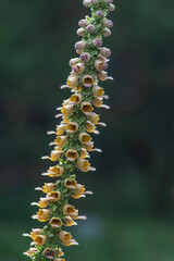 Rusty Foxglove resp.Digitalis ferruginea,Rhineland,Germany
