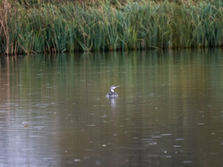 Sterntaucher (Gavia stellata)