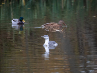 Sterntaucher (Gavia stellata)
