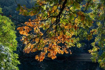 Colorful autumn leaves with sunlight filtering through.