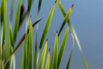 Close-up of green reeds against a blue background.
