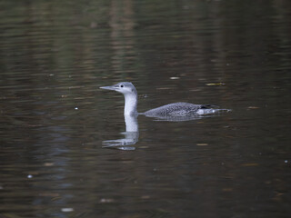 Sterntaucher (Gavia stellata)