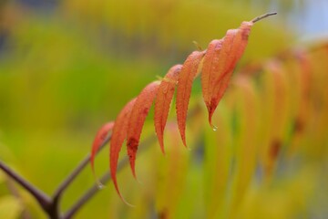 Vibrant autumn leaves close-up