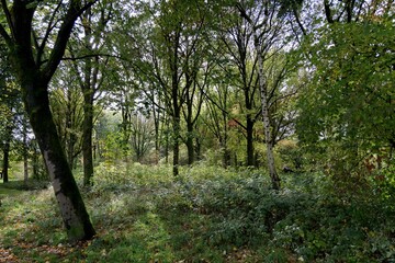 Sunlit Forest Serenity