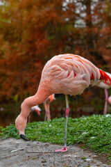 Close up photo of elegant flamingo gathered near the water's edge at Höhenpark Killesberg in Stuttgart. Their vibrant color contrasts with the dark earthy tones of the surrounding foliage.