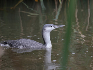 Sterntaucher (Gavia stellata)