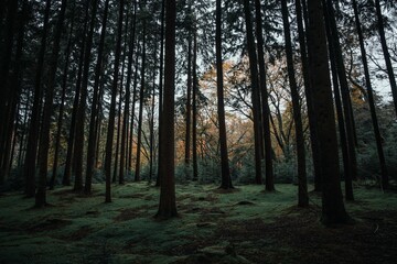 Serene forest at dusk with tall trees and green floor.