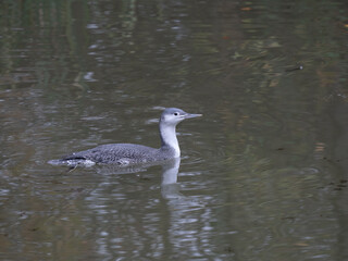 Sterntaucher (Gavia stellata)