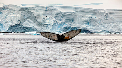 Fototapeta premium Whale Watching of Humpback whales in the Antarctic area 