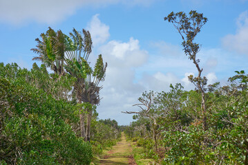 Beauty view of Black River Gorges National Park path with different variety plant species in Mauritius, featuring endemic trees in the background
