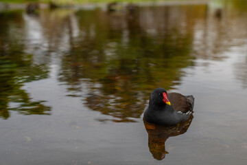 Common moorhen (Gallinula chloropus) gliding peacefully across the water at Höhenpark Killesberg in Stuttgart. The water reflects the blurred hues of autumn foliage.