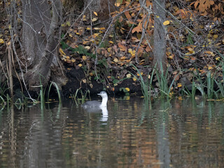 Sterntaucher (Gavia stellata)