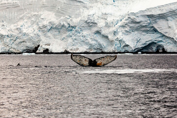 Whale Watching of Humpback whales in the Antarctic area 