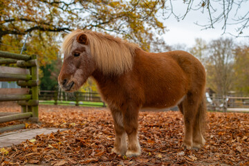 Shetland pony standing on a ground covered with autumn leaves. Pony has a rich reddish-brown coat...