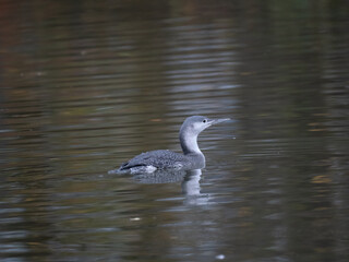 Sterntaucher (Gavia stellata)