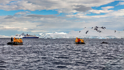 Whale Watching of Humpback whales in the Antarctic area 