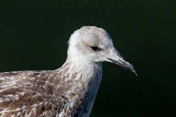 Big sea gull (Larus marinus) on a stone fence by the lake