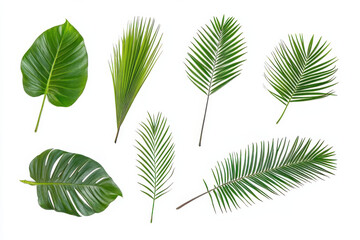 collection of various green leaves including palm and monstera leaves, showcasing different shapes and textures, perfect for nature themed designs