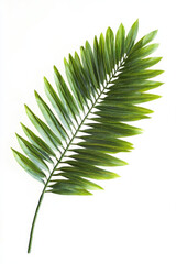 Fototapeta premium vibrant green palm leaf with natural sheen, perfect for tropical themes and decor