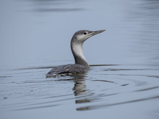 Sterntaucher (Gavia stellata)