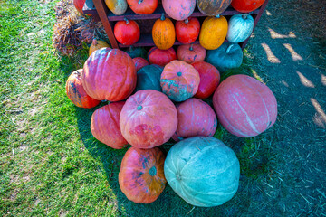 Colorful Pumpkins on the geass. Many Pumpkins background. Autumn background. Halloween, Thanksgiving, Autumn, Harvest background