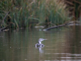 Sterntaucher (Gavia stellata)