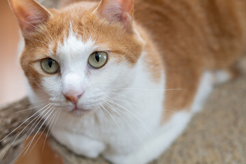 見上げる可愛い猫　茶トラ白