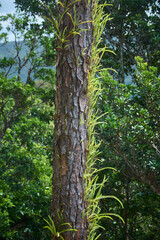 A graceful fern growing on trees in the forests of Mauritius.