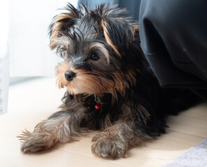 窓辺でくつろぐ可愛い犬