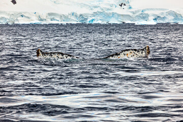 Fototapeta premium Whale Watching of Humpback whales in the Antarctic area 