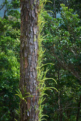 Fototapeta premium A graceful fern growing on trees in the forests of Mauritius.