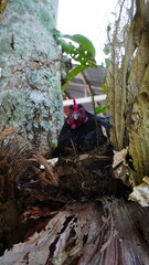 Mother Hen Nestled on The Platycerium bifurcatum plant, known as Deer Horn Fern