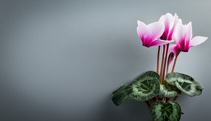 穏やかなグレーの背景に、1輪のシクラメンが静かに置かれ、冬の静けさと美しさを感じさせるシンプルなデザイン。

