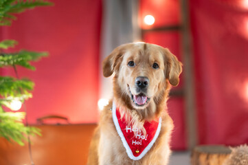 Portrait christmas golden