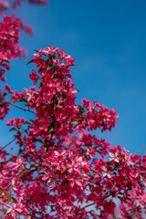 Bright pink blossoms set against a clear blue sky, creating a stunning contrast. The flowers appear to be from a flowering tree in full bloom during springtime in Prague, Czechia. 