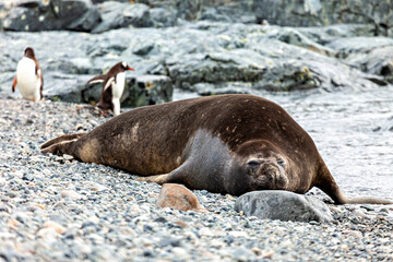 Obraz premium The wild Seals of Antarctica