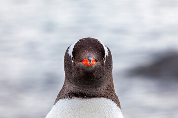Gentoo Penguins in the Antarctic Area