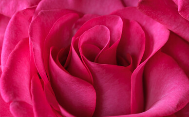 blooming crimson rose flower close up