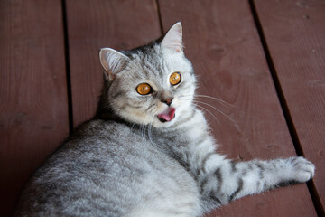 A beautiful British cat with amber eyes lies on the boards of the terrace, with her mouth open and her pink tongue sticking out