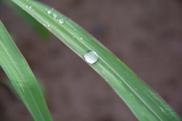 Drop of water on a blade of grass after rain