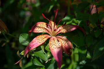 Beautiful pink tiger lily against a background of green leaves in the garden in summer