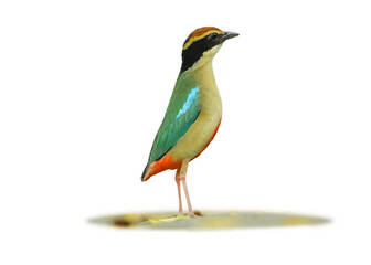 Fairy Pitta standing on ground isolated on white background. This has clipping path.