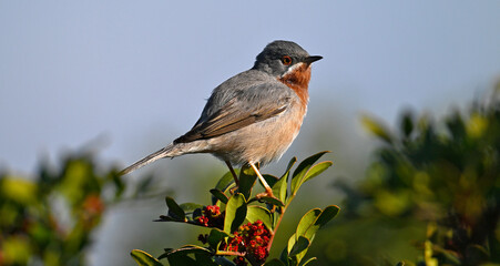 Eastern Subalpine Warbler // Balkan-Bartgrasmücke, Weißbartgrasmücke (Curruca cantillans) - Greece