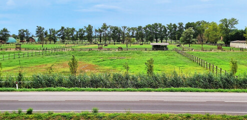 Fototapeta premium Horses graze in a farm pasture along the road, Bibione.