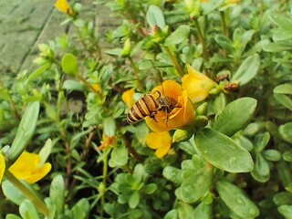 Portulaca oleracea blooms are visited by bees. All parts of Portulaca oleracea or purslane can be eaten raw or cooked and are used in traditional medicine.
