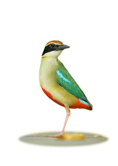 Fairy Pitta standing on ground isolated on white background. This has clipping path.